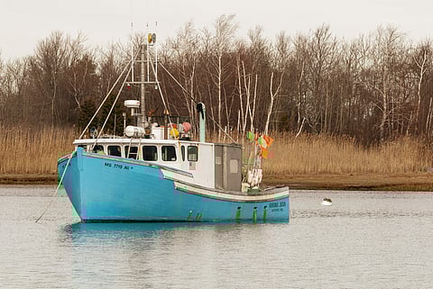 Commercial fishing boat Sandra Jean moored in Scituate harbor with phragmites in background