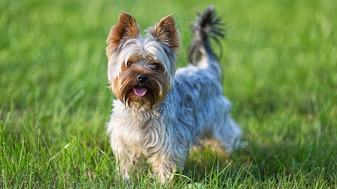 Photo of a small Yorkshire terrier in a grassy field