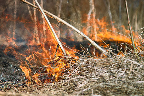 Prescribed Burn for June 6 in Hanover to Combat Invasive Species