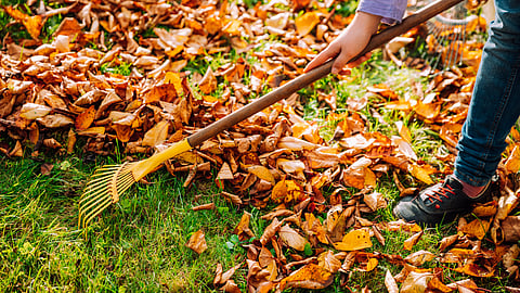 a person raking fall leaves