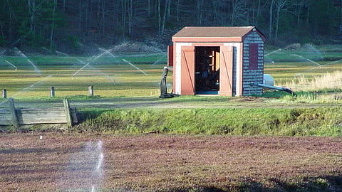 green field and irrigation sprays with a shed in the middle and red cranberries in a bog