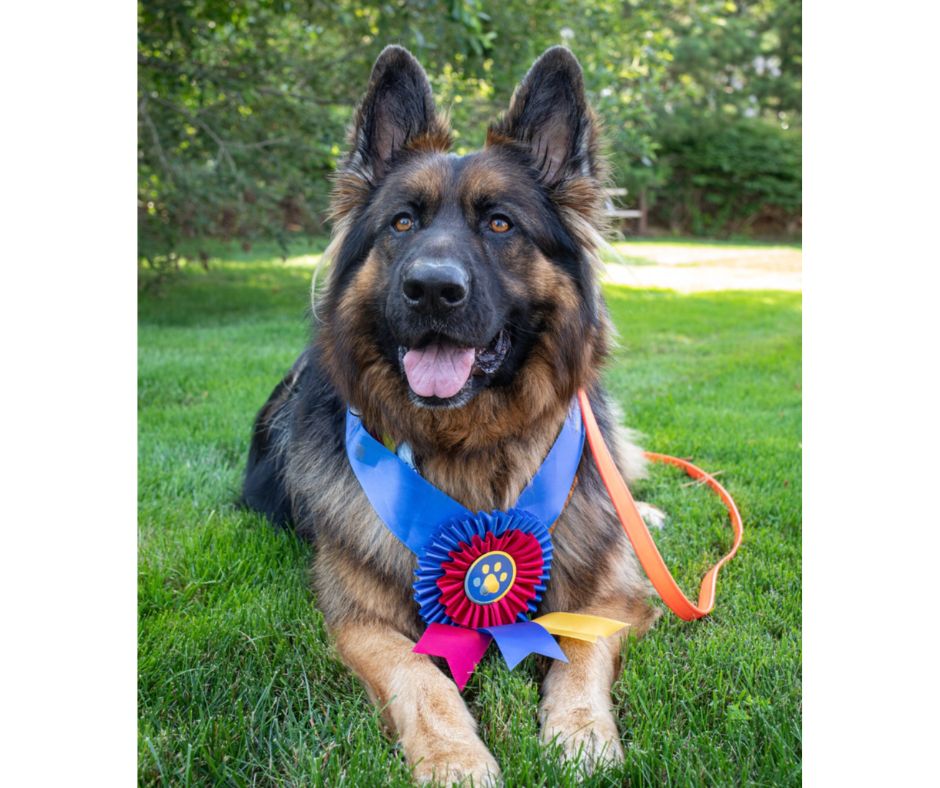 America's Hometown Hound Festival