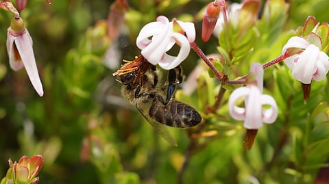 a bee is on a vine with a flower 