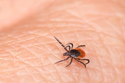 a tick
