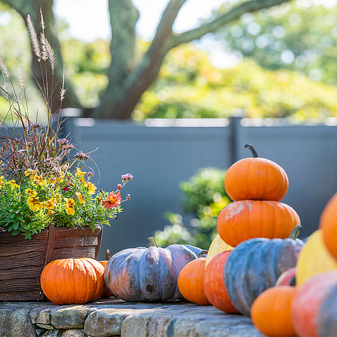 Fall Festival
