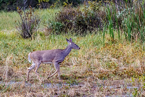 A white tailed deer 