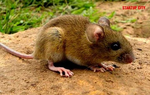 All You Need To Know About Hantavirus- Here’s Why You Shouldn’t Worry