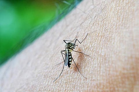 Dengue cases doubled in Davao City