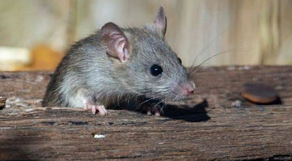 Leptospirosis Outbreak in Bacolod City: 100% Increase, 16 Deaths - Vimarsana News