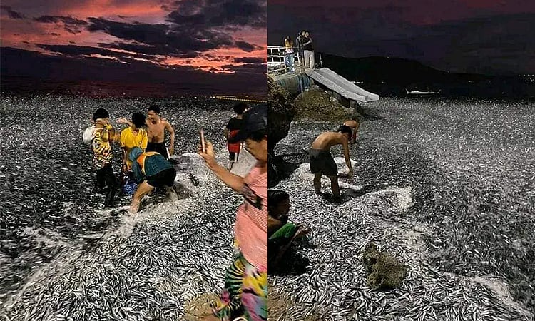 Understanding the Fish Phenomenon and Earthquake in Sarangani: Insights from Phivolcs-Davao - Vimarsana News