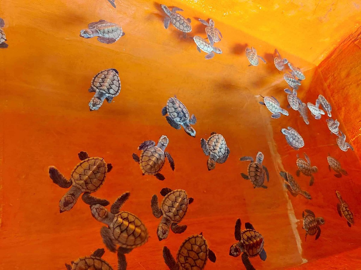Samal Resort Issued Notice of Violation Over Illegal Possession of Hawksbill Turtle Hatchlings - Vimarsana News