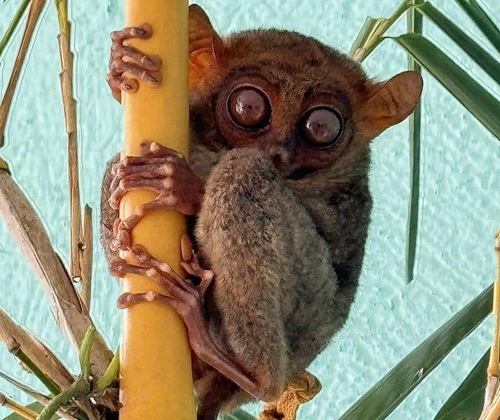 Philippine tarsier released in Zamboanga Norte - Vimarsana News