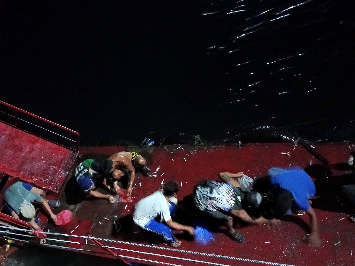 Sardine Surge in Davao: Bfar-Davao Region Investigates Unusual Phenomenon - Vimarsana News