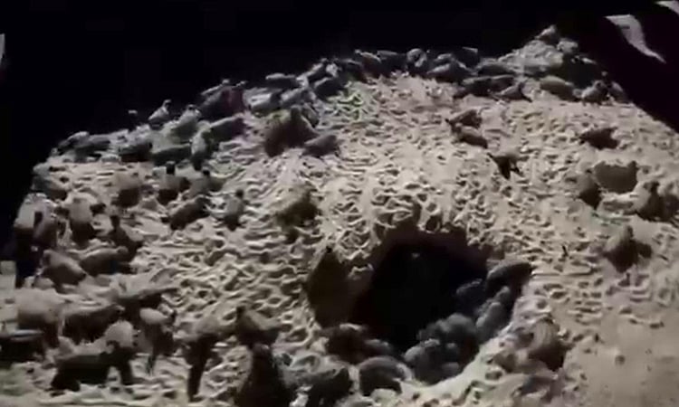 Isla Reta Beach Resort Under Fire for Unauthorized Handling of Hatchling Turtles - Vimarsana News