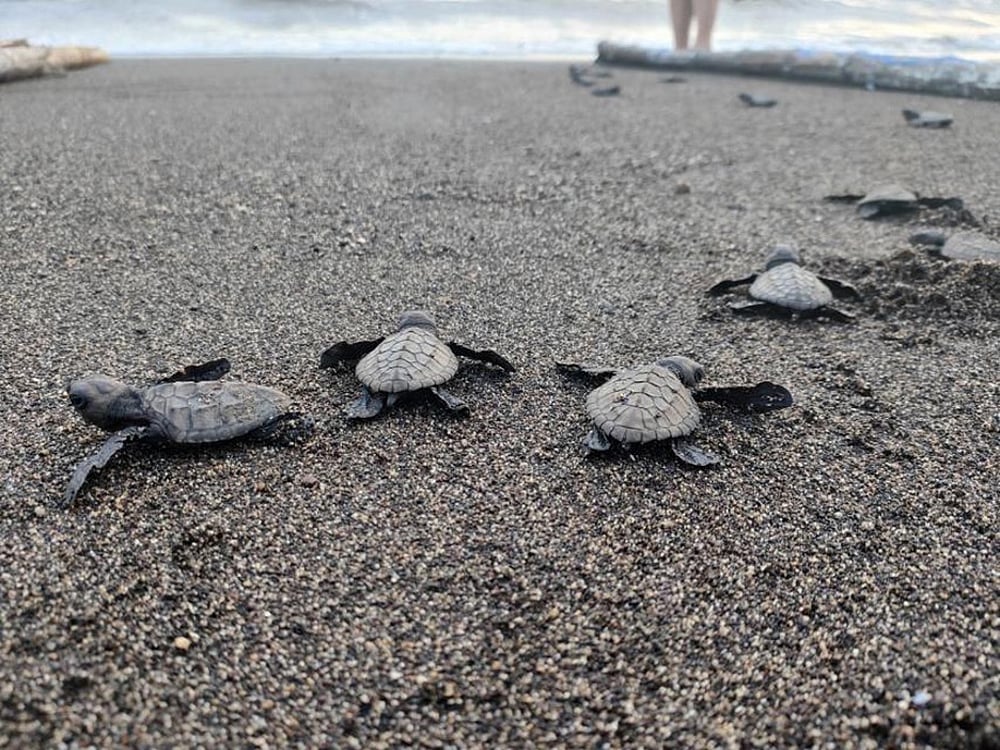 Aboitiz Land releases 331 pawikan hatchlings at Seafront Residences - Vimarsana News