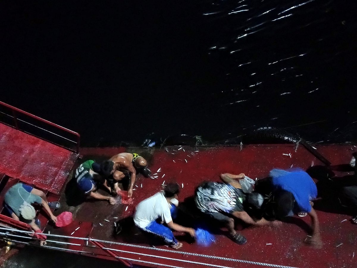 Unraveling the Mystery of Sardine Beaching in Davao: BFAR Clarifies Historical Trend - Vimarsana News
