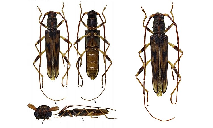 Rare Paraskeletodes Hamiguitanensis Beetle Discovered in Mount Hamiguitan Range Wildlife Sanctuary - Vimarsana News