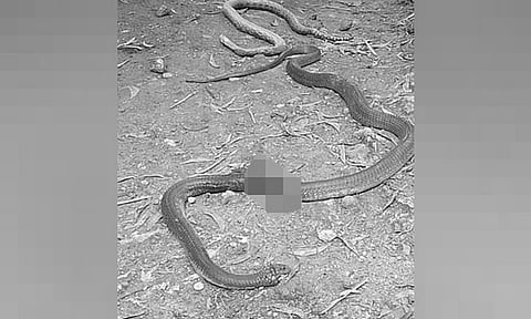 King cobra found in Barangay Magsico, lungsod sa San Fernando, Wednesday, December 27, 2023