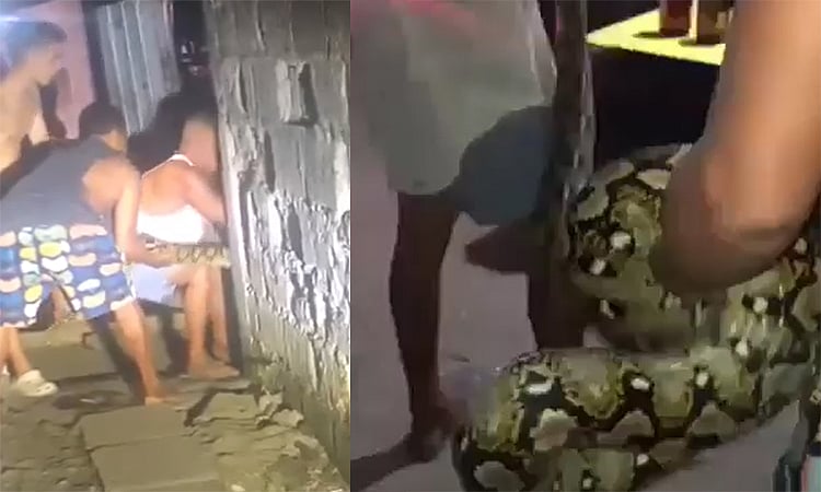 Python caught sneaking into house in Mandaue - Vimarsana News