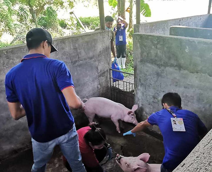 Zamboanga City seeks to downgrade in ASF zoning - Vimarsana News