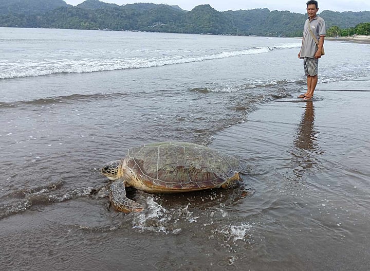 Green Sea Turtle Released in Zamboanga del Norte by DENR - Vimarsana News