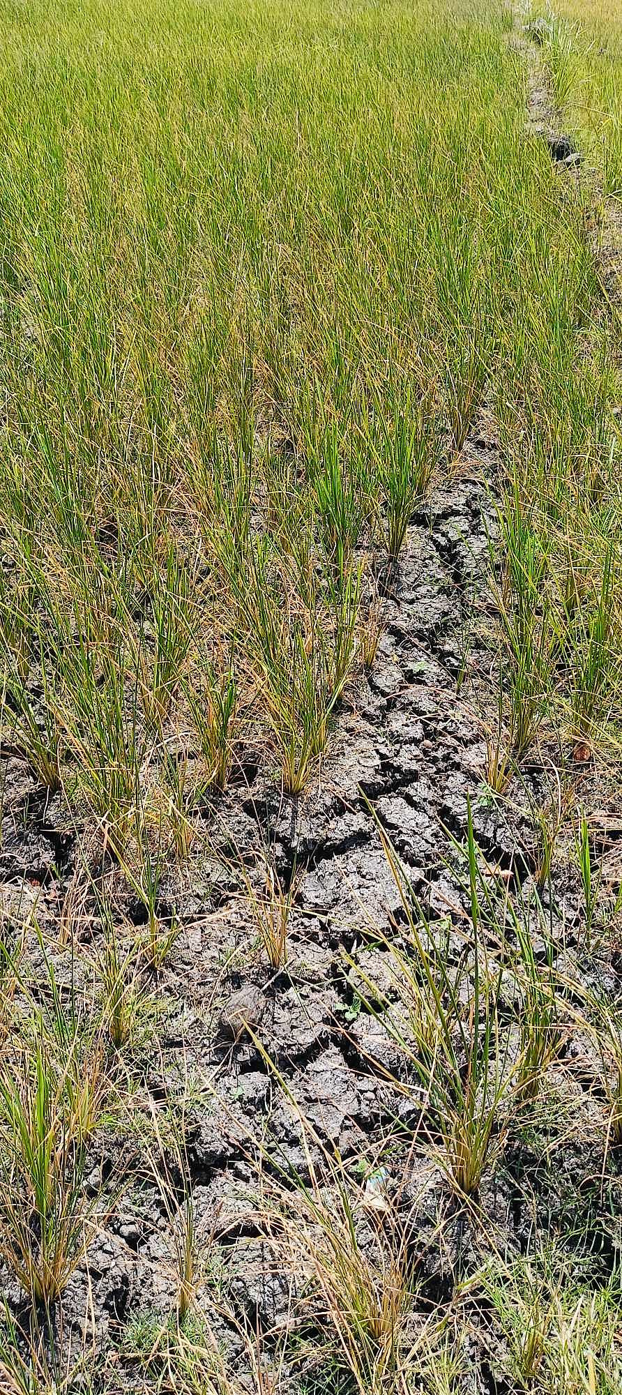 Dry spell damage to crops reaches P14.4M - Vimarsana News