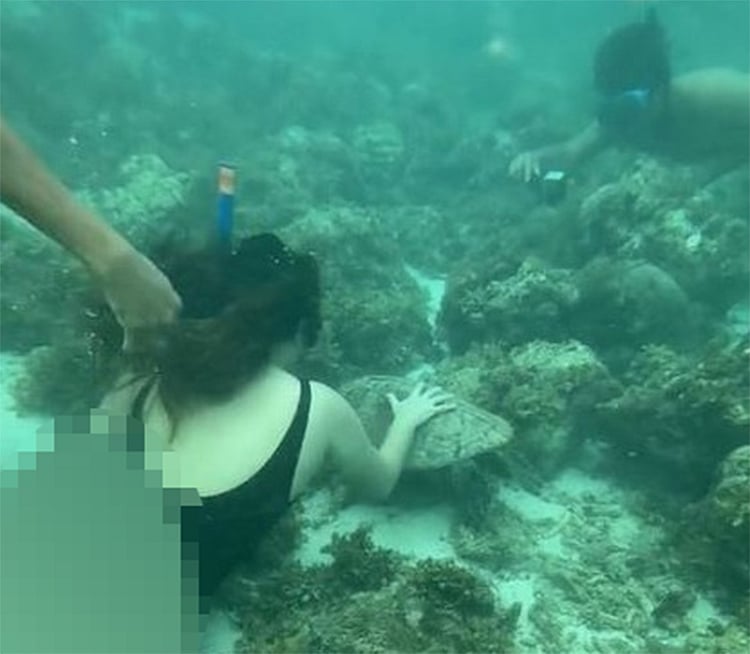 Moalboal LGU reminds tourists not to touch marine life - Vimarsana News