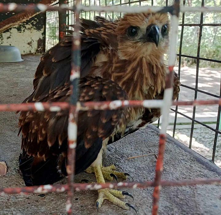 DENR places 2 juvenile Brahminy Kites under rehab - Vimarsana News