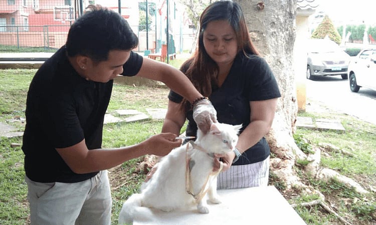 ABTC: Rabies deaths decrease in Davao City - Vimarsana News