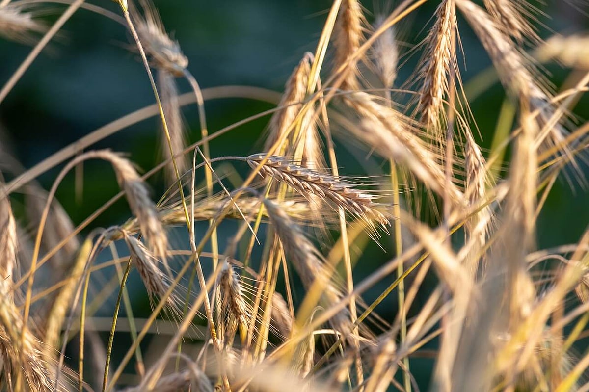 Camotes farmers urged to plant yellow corn - Vimarsana News