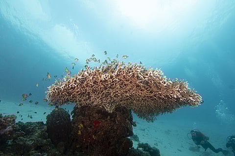 One of the Diving spots in Davao Region