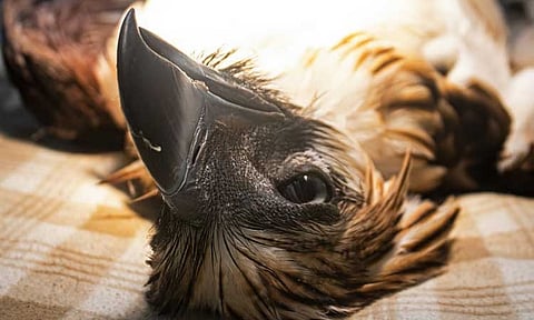 The Philippine Eagle Foundation announced the death of an immature male Philippine Eagle named Mangayon, rescued from the Municipality of Compostela, Davao de Oro, on July 8, 2024.