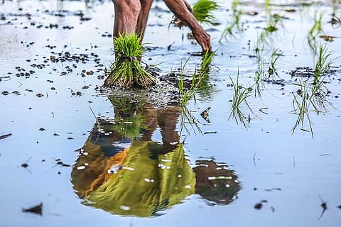 Rice farmer