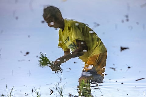 Rice farmer