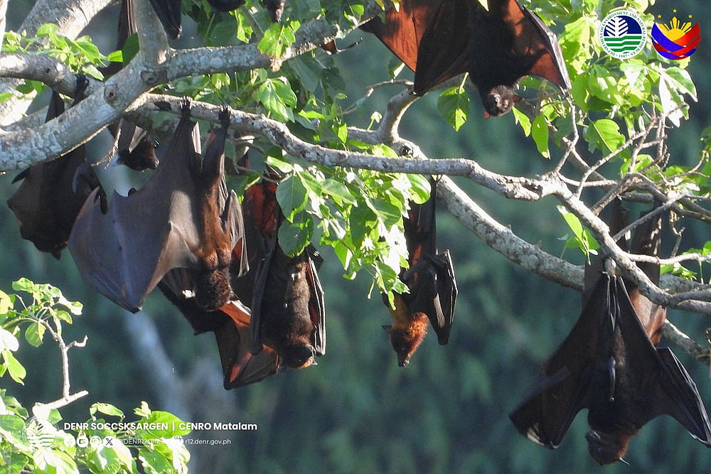 Declining Population of Philippine Fruit Bats Raises Conservation Concerns