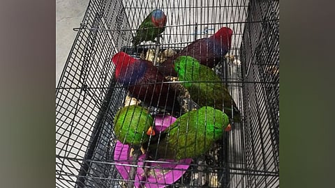 Talagsaon nga espisye sa mga langgam nasakmit