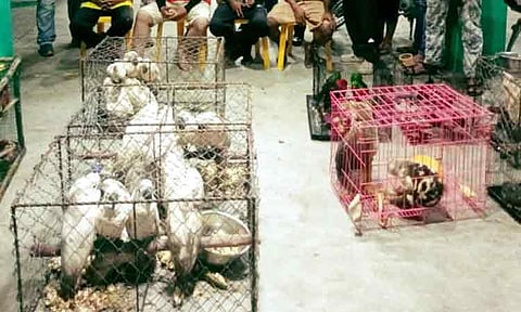 Coast Guard District Southeastern Mindanao (CGDSEM) Substation in Governor Generoso, Davao Oriental intercepted illegal shipments of rare and undocumented different species of birds on November 28, 2024.