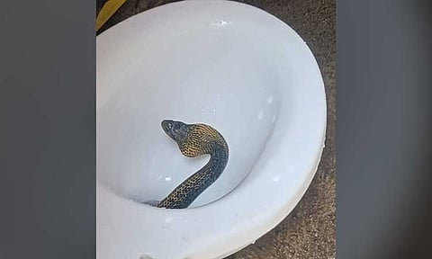 Netizen Maven Fheb Pacatang Clarabal is deeply concerned for her family’s safety after discovering a snake inside the toilet bowl of their comfort room in Motorpool, Purok Tipaz, Barangay Mangugpo East, Tagum City, on Thursday morning, December 12, 2024.