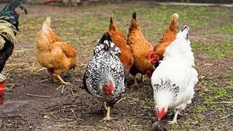 Negosyante nitiyabaw presyo sa manok mahal gihapon