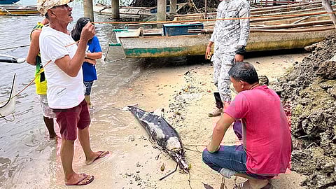 Dolphin nakit-ang patay sa Badian