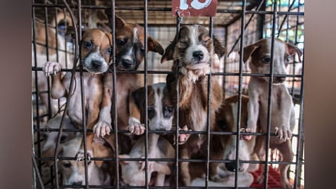 Pet adoption reaches record high  