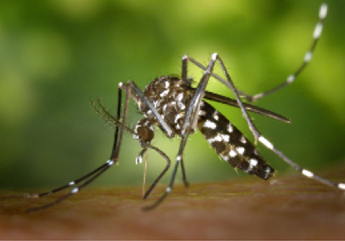 Davao CHO: No chikungunya cases in Jan 2026