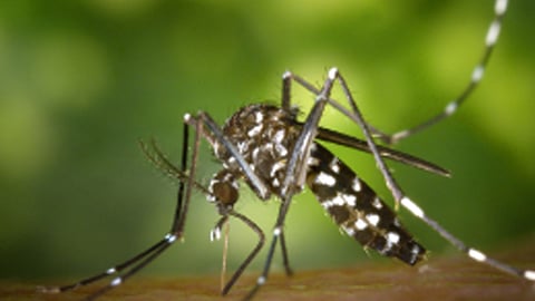 Davao CHO: No chikungunya cases in Jan 2026