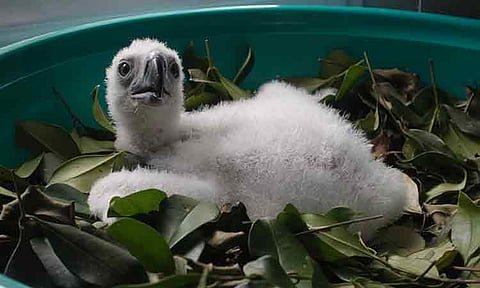 CHICK NO. 31. Say hello to Chick No. 31, the Philippine Eagle Foundation’s (PEF’s) newest hatchling at the National Bird Breeding Sanctuary (NBBS) in Barangay Eden, Toril, Davao City.