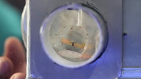 MANILA. A mosquito, captured by a resident, flies to a glass enclosure with a UV light trap in Mandaluyong City, Philippines as their village started offering bounty for captured mosquitoes, dead or alive, as part of an anti-dengue campaign on Wednesday, February 19, 2025.