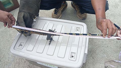 Water monitor lizard released to its natural habitat