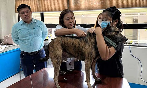 CVO urges pet adoption as euthanasia cases rise