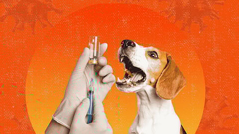 Kapitolyo mamalit og anti-rabies vaccine 