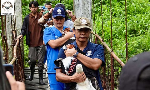 The Philippine Eagle Foundation has successfully translocated three Philippine Eagles from Mindanao to Leyte. The three Philippine Eagles that were transmigrated to Leyte were Lake, Lyra Sinabadan, and Kalatungan 1. They were prepared for their eventual release to the Anonang Lobi Range and Mount Nacolod in Leyte. 