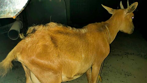 (Hulagway iya sa tag-iya sa kanding nga si alyas Bert)